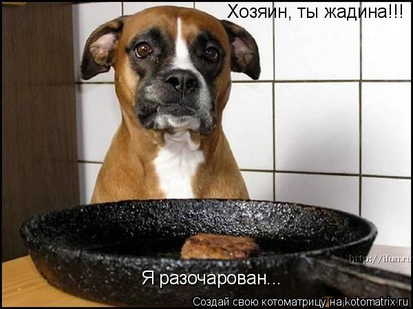 Котоматрица: Хозяин, ты жадина!!! Я разочарован...