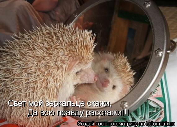 Котоматрица: Свет мой зеркальце скажи, Да всю правду расскажи!!!