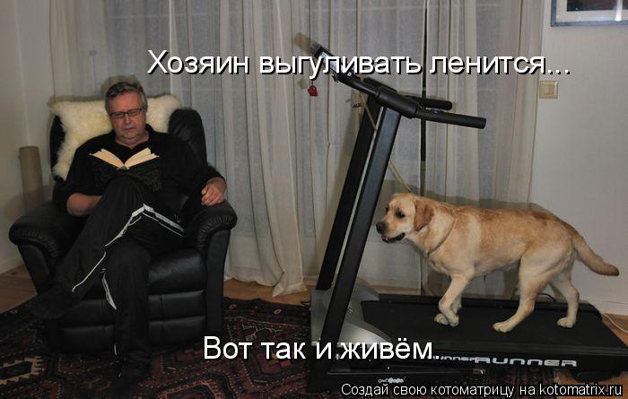 Котоматрица: Хозяин выгуливать ленится... Вот так и живём.