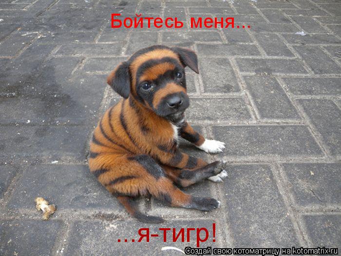 Котоматрица: Бойтесь меня... ...я-тигр!