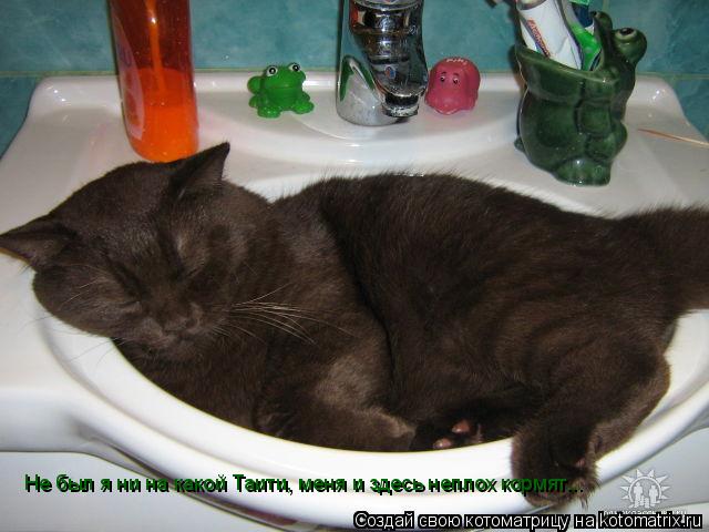 Не был я ни на какой Таити, меня и здесь неплох кормят...... Котоматрица: Не был я ни на какой Таити, меня и здесь неплох кормят...