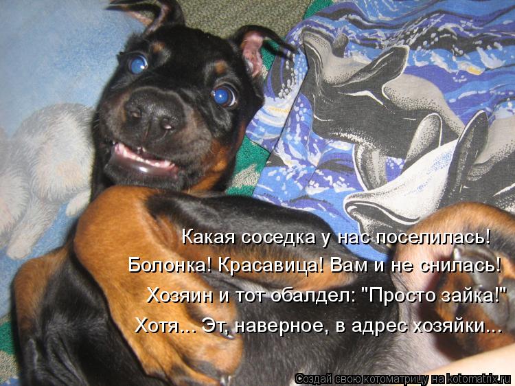 Какая соседка у нас поселилась! Болонка! Красавица! Вам и не снилась! Хозяин и тот обалдел: "Просто з... Котоматрица: Какая соседка у нас поселилась! Болонка! Красавица! Вам и не снилась! Хозяин и тот обалдел: "Просто зайка!" Хотя... Эт, наверное, в адрес хозяйки