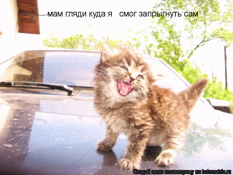 мам гляди куда я смог запрыгнуть сам... Котоматрица: мам гляди куда я смог запрыгнуть сам