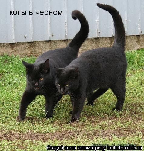 коты в черном... Котоматрица: коты в черном