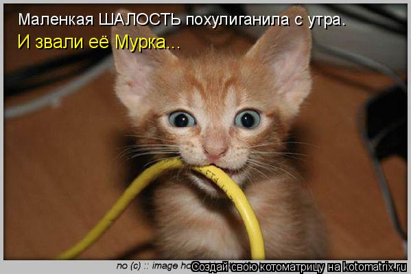 Маленкая ШАЛОСТЬ похулиганила с утра. И звали её Мурка...... Котоматрица: Маленкая ШАЛОСТЬ похулиганила с утра. И звали её Мурка...