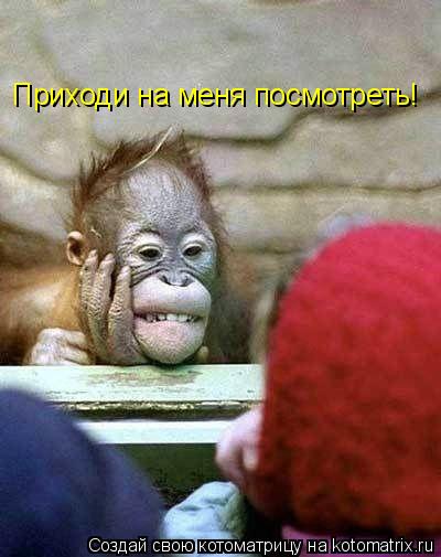 Приходи на меня посмотреть!... Котоматрица: Приходи на меня посмотреть!