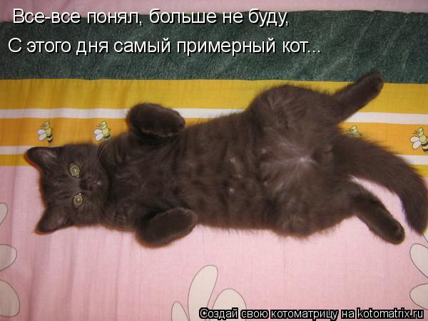 Все-все понял, больше не буду, С этого дня самый примерный кот...... Котоматрица: Все-все понял, больше не буду, С этого дня самый примерный кот...
