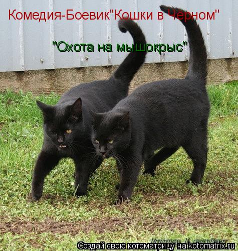 Комедия-Боевик"Кошки в Чёрном" "Охота на мышокрыс"... Котоматрица: Комедия-Боевик"Кошки в Чёрном" "Охота на мышокрыс"