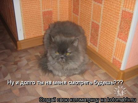 Ну и долго ты на меня смотреть будешь???... Котоматрица: Ну и долго ты на меня смотреть будешь???
