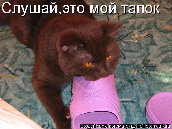 Слушай,это мой тапок... Котоматрица: Слушай,это мой тапок