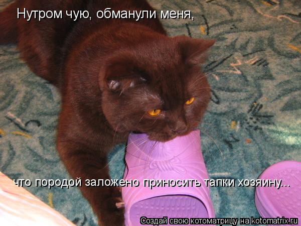 Нутром чую, обманули меня, что породой заложено приносить тапки хозяину...... Котоматрица: Нутром чую, обманули меня, что породой заложено приносить тапки хозяину...
