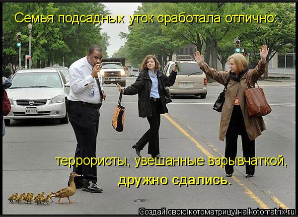 Котоматрица: Семья подсадных уток сработала отлично: террористы, увешанные взрывчаткой, дружно сдались.
