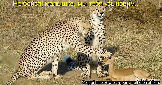 Котоматрица: Не бойся, малышка, мы тебя усыновим..
