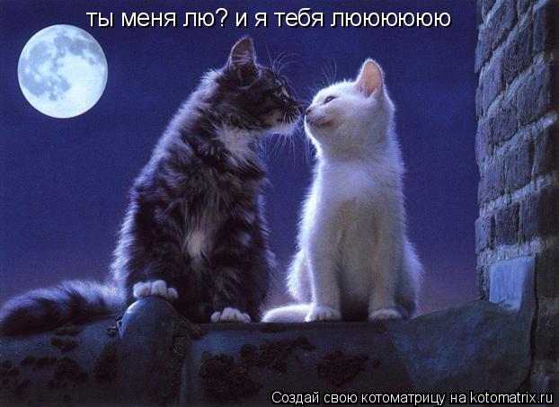 Котоматрица: ты меня лю? и я тебя люююююю
