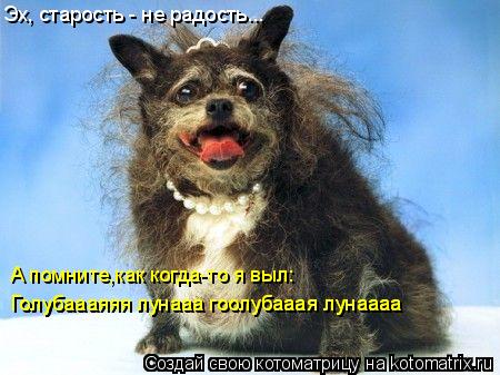 Эх, старость - не радость... А помните,как когда-то я выл: Голубаааяяя лунааа гоолубааая лунаааа Голу... Котоматрица: Эх, старость - не радость... А помните,как когда-то я выл: Голубаааяяя лунааа гоолубааая лунаааа Голубаааяяя лунааа гоолубааая лунаааа