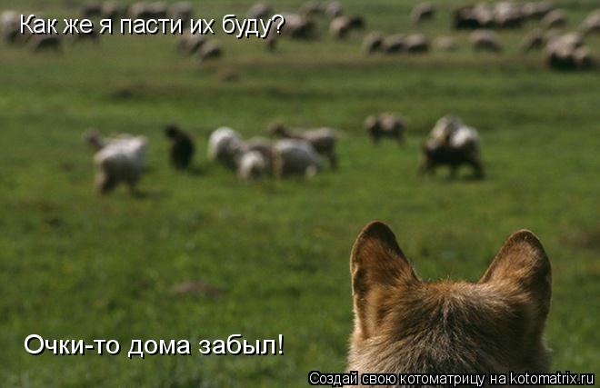 Как же я пасти их буду? Очки-то дома забыл!... Котоматрица: Как же я пасти их буду? Очки-то дома забыл!