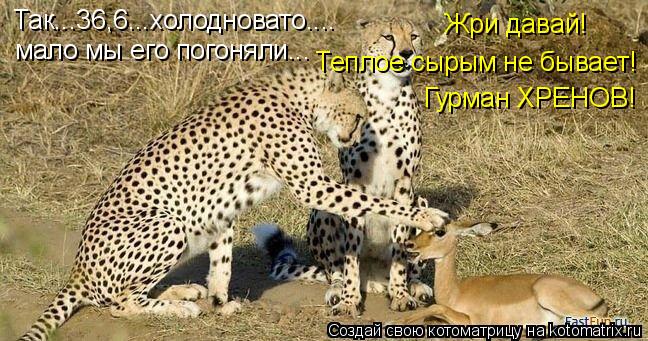 Котоматрица: Так...36,6...холодновато.... мало мы его погоняли... Жри давай! Теплое сырым не бывает! Гурман ХРЕНОВ!