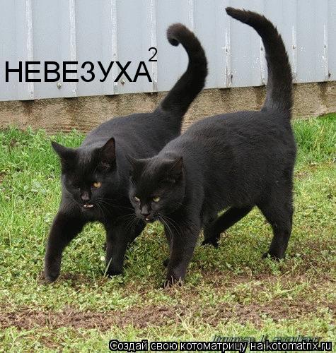 Котоматрица: НЕВЕЗУХА 2