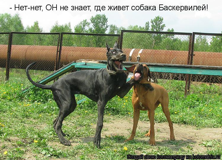 - Нет-нет, ОН не знает, где живет собака Баскервилей!... Котоматрица: - Нет-нет, ОН не знает, где живет собака Баскервилей!