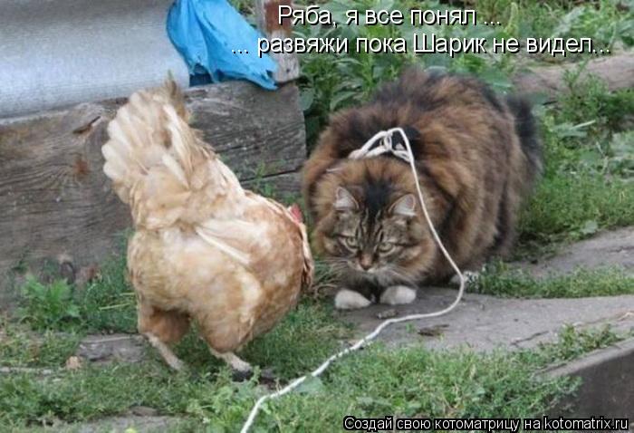 Котоматрица: Ряба, я все понял ... ... развяжи пока Шарик не видел...