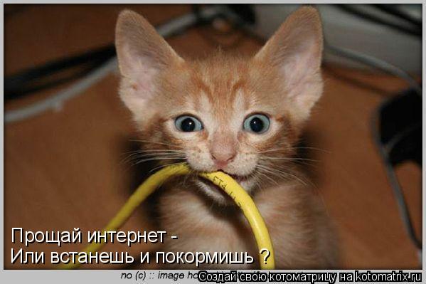 Котоматрица: Или встанешь и покормишь ? Прощай интернет -