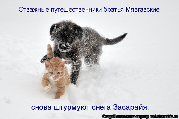 Отважные путешественники братья Мявгавские снова штурмуют снега Засарайя.... Котоматрица: Отважные путешественники братья Мявгавские снова штурмуют снега Засарайя.