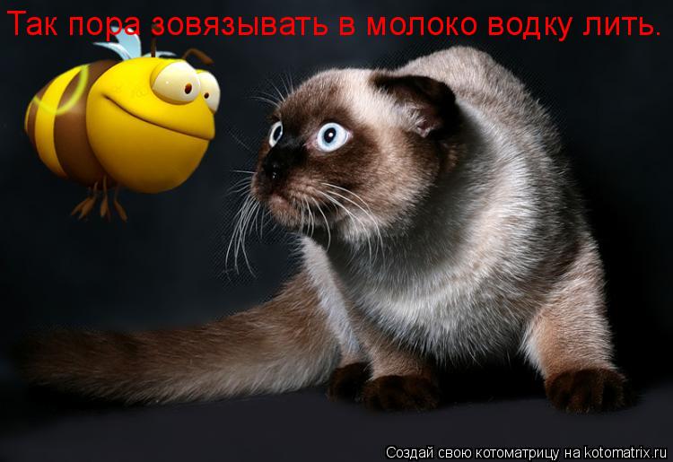 Так пора зовязывать в молоко водку лить.... Котоматрица: Так пора зовязывать в молоко водку лить.