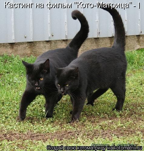 Кастинг на фильм "Кото-Матрица" - I... Котоматрица: Кастинг на фильм "Кото-Матрица" - I