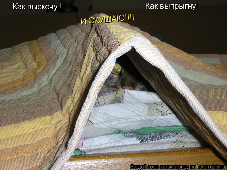 Как выскочу ! Как выскочу ! Как выпрыгну! И СКУШАЮ!!!!... Котоматрица: Как выскочу ! Как выскочу ! Как выпрыгну! И СКУШАЮ!!!!
