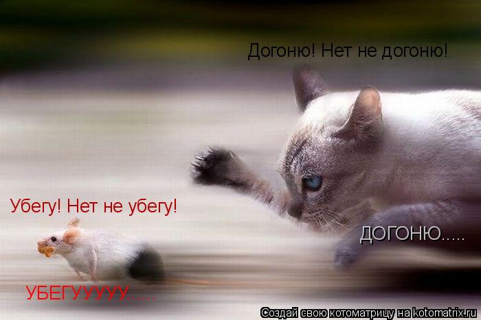 Убегу! Нет не убегу! УБЕГУУУУУ...... Догоню! Нет не догоню! ДОГОНЮ........ Котоматрица: Убегу! Нет не убегу! УБЕГУУУУУ...... Догоню! Нет не догоню! ДОГОНЮ.....