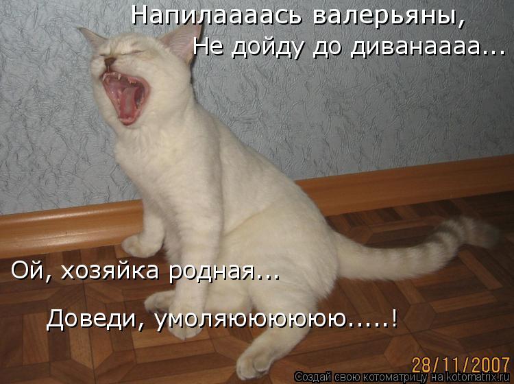 Напилаааась валерьяны, Ой, хозяйка родная... Доведи, умоляюююююю.....! Не дойду до диванаааа...... Котоматрица: Напилаааась валерьяны, Ой, хозяйка родная... Доведи, умоляюююююю.....! Не дойду до диванаааа...