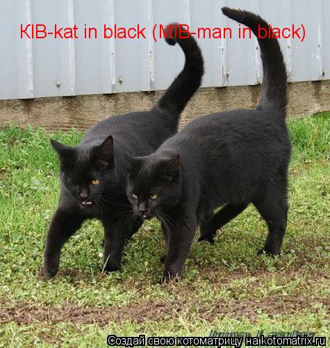 КIB-kat in black (MIB-man in black)... Котоматрица: КIB-kat in black (MIB-man in black)