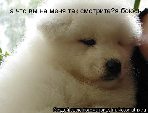а что вы на меня так смотрите?я боюсь... Котоматрица: а что вы на меня так смотрите?я боюсь