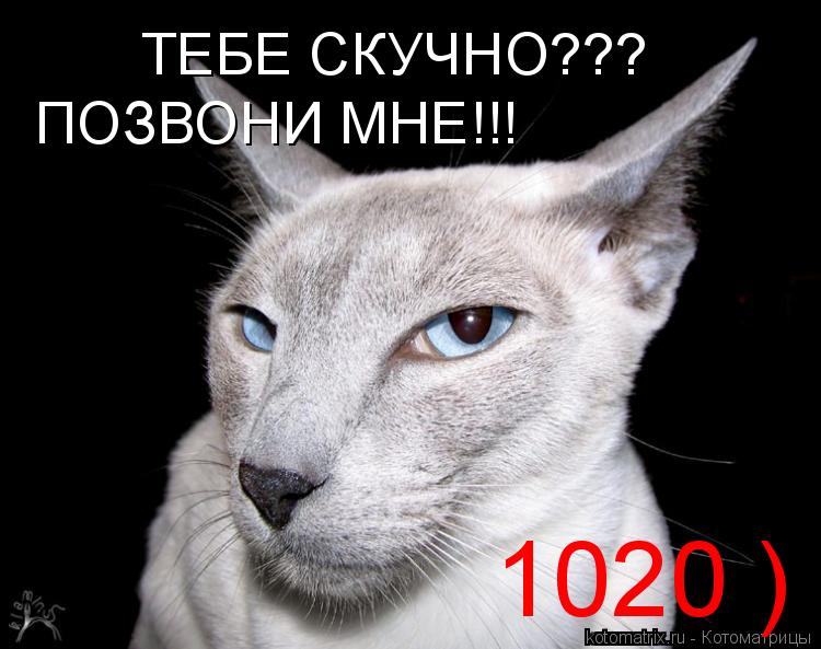 ТЕБЕ СКУЧНО??? ПОЗВОНИ МНЕ!!! 1020 )... Котоматрица: ТЕБЕ СКУЧНО??? ПОЗВОНИ МНЕ!!! 1020 )