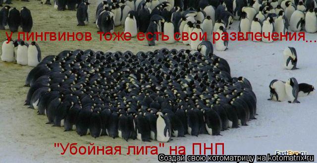 у пингвинов тоже есть свои развлечения ... "Убойная лига" на ПНП... Котоматрица: у пингвинов тоже есть свои развлечения ... "Убойная лига" на ПНП