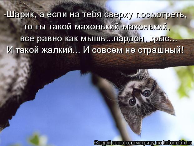 Котоматрица: -Шарик, а если на тебя сверху посмотреть,  то ты такой махонький-махонький,  все равно как мышь...пардон, крыс... И такой жалкий... И совсем не стр
