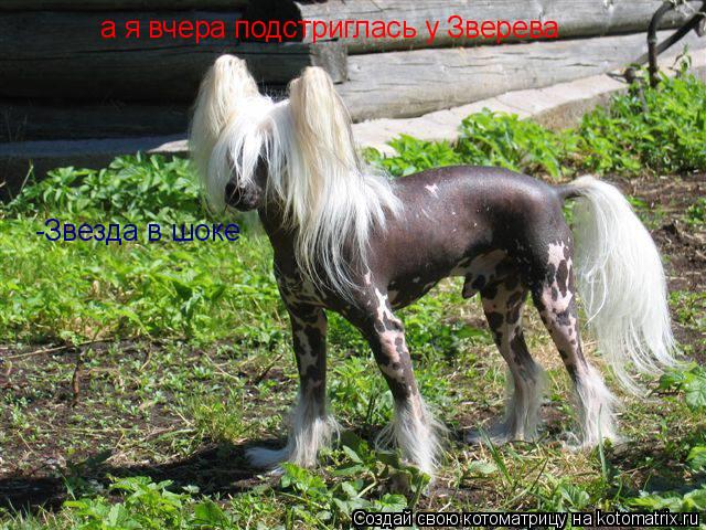 а я вчера подстриглась у Зверева -Звезда в шоке... Котоматрица: а я вчера подстриглась у Зверева -Звезда в шоке