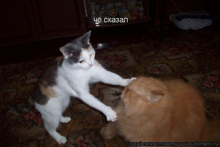 чё сказал... Котоматрица: чё сказал