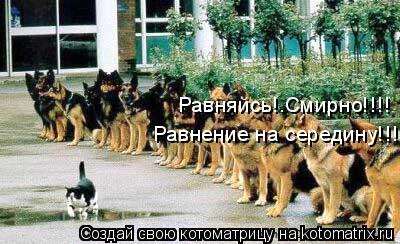Равняйсь!.Смирно!!!! Равнение на середину!!!... Котоматрица: Равняйсь!.Смирно!!!! Равнение на середину!!!