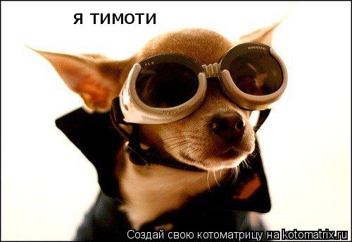 я тимоти... Котоматрица: я тимоти