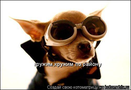 кружим,кружим по району кружим,кружим по району... Котоматрица: кружим,кружим по району кружим,кружим по району