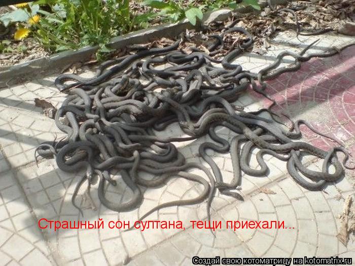 Страшный сон султана, тещи приехали...... Котоматрица: Страшный сон султана, тещи приехали...