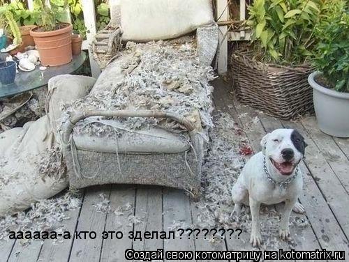 аааааа-а кто это зделал????????... Котоматрица: аааааа-а кто это зделал????????