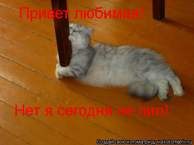 Привет любимая! Нет я сегодня не пил!... Котоматрица: Привет любимая! Нет я сегодня не пил!