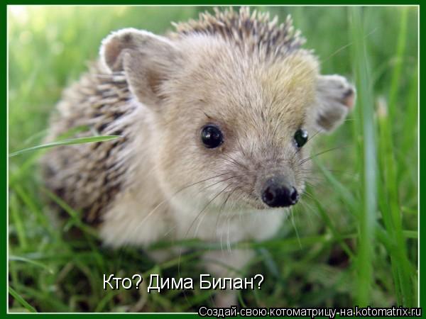 Кто? Дима Билан?... Котоматрица: Кто? Дима Билан?
