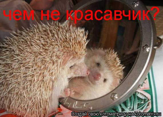чем не красавчик?... Котоматрица: чем не красавчик?