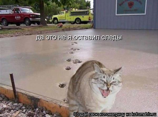 да это не я оставил следы... Котоматрица: да это не я оставил следы