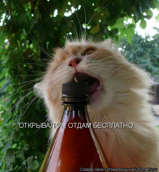 ОТКРЫВАЛКА , ОТДАМ БЕСПЛАТНО,... Котоматрица: ОТКРЫВАЛКА , ОТДАМ БЕСПЛАТНО,