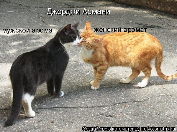 мужской аромат женский аромат Джорджи Армани... Котоматрица: мужской аромат женский аромат Джорджи Армани