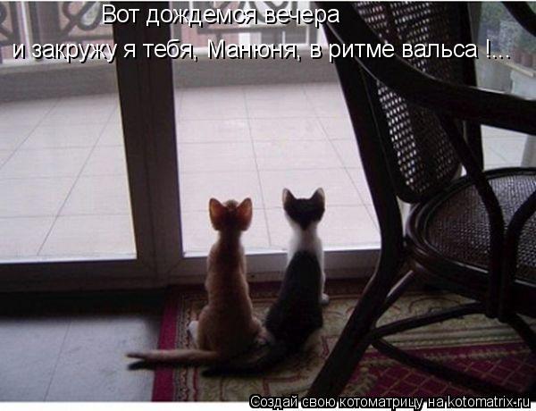 Вот дождемся вечера и закружу я тебя, Манюня, в ритме вальса !...... Котоматрица: Вот дождемся вечера и закружу я тебя, Манюня, в ритме вальса !...